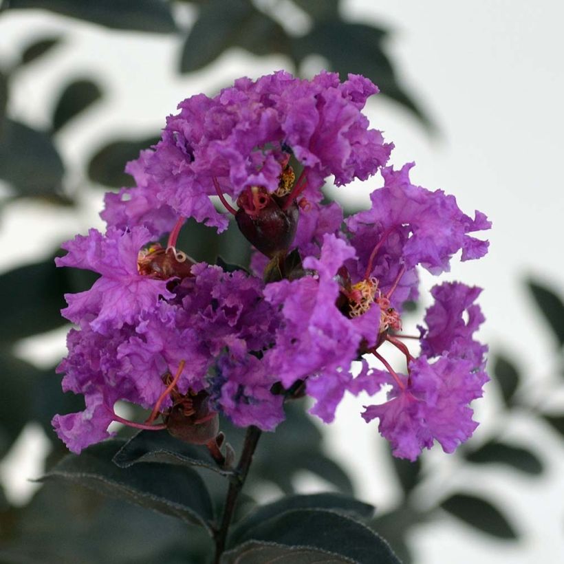 Chinesische Kräuselmyrte Black Solitaire Purely Purple - Lagerstroemia (Blüte)