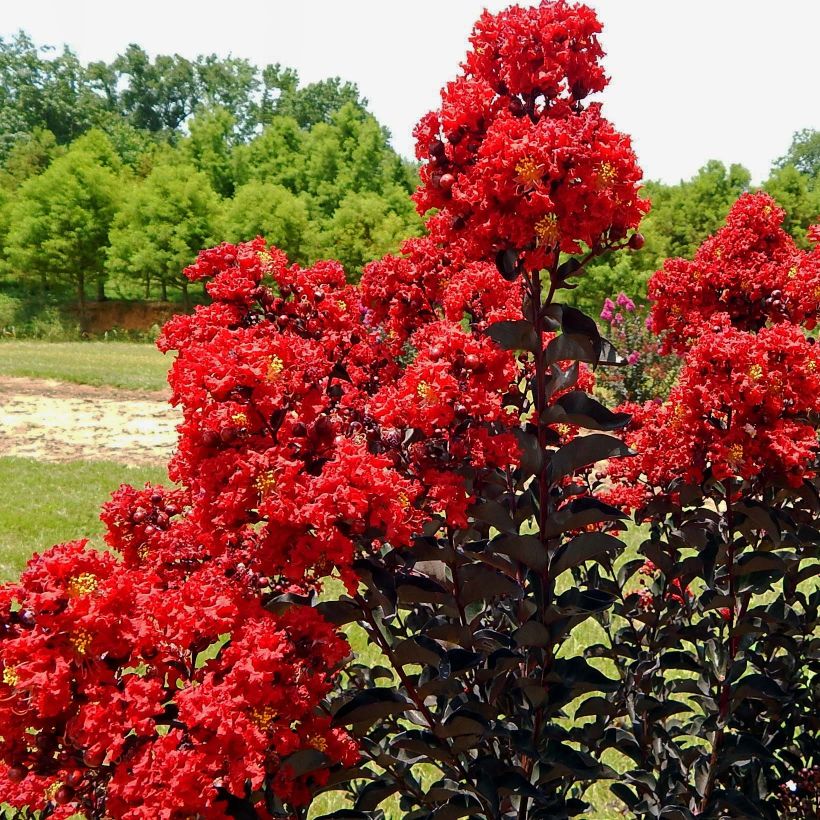 Chinesische Kräuselmyrte Black Solitaire Red Hot - Lagerstroemia (Blüte)