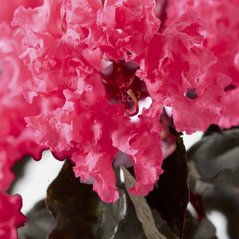 Chinesische Kräuselmyrte Black Solitaire Shell Pink - Lagerstroemia (Blüte)