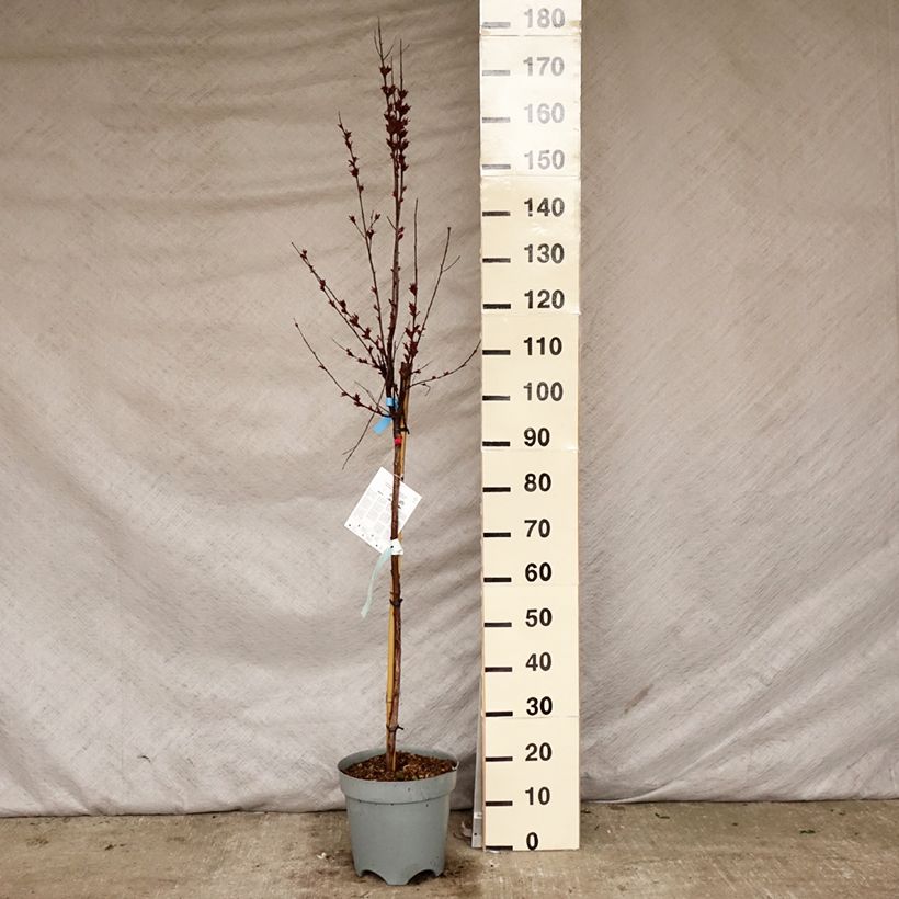 Exemplar von Chinesische Kräuselmyrte Black Solitaire Shell Pink - Lagerstroemia Topf mit 7,5L/10LGelieferte Höhe ca. 100/120cm wie im Frühjahr geliefert