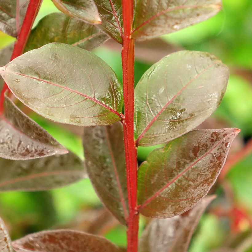 Chinesische Kräuselmyrte Black Solitaire Shell Pink - Lagerstroemia (Laub)