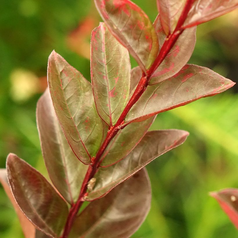 Chinesische Kräuselmyrte Black Solitaire Blush - Lagerstroemia (Laub)