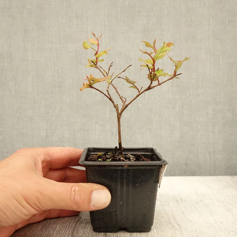 Exemplar von Lagerstroemia indica Cherry 'Lelaro' (Bouquet Rouge) - Lilas des Indes  - Godet de 8/9 cm wie im Herbst geliefert