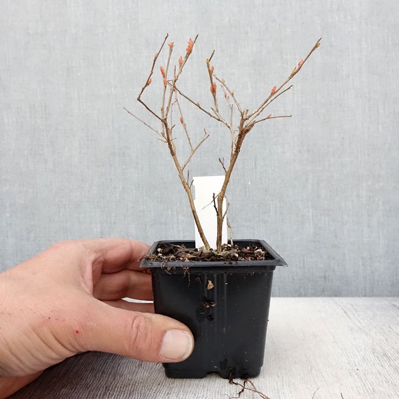 Exemplar von Chinesische Kräuselmyrte Cherry - Lagerstroemia Kleine Töpfe von 8/9 cm wie im Frühjahr geliefert