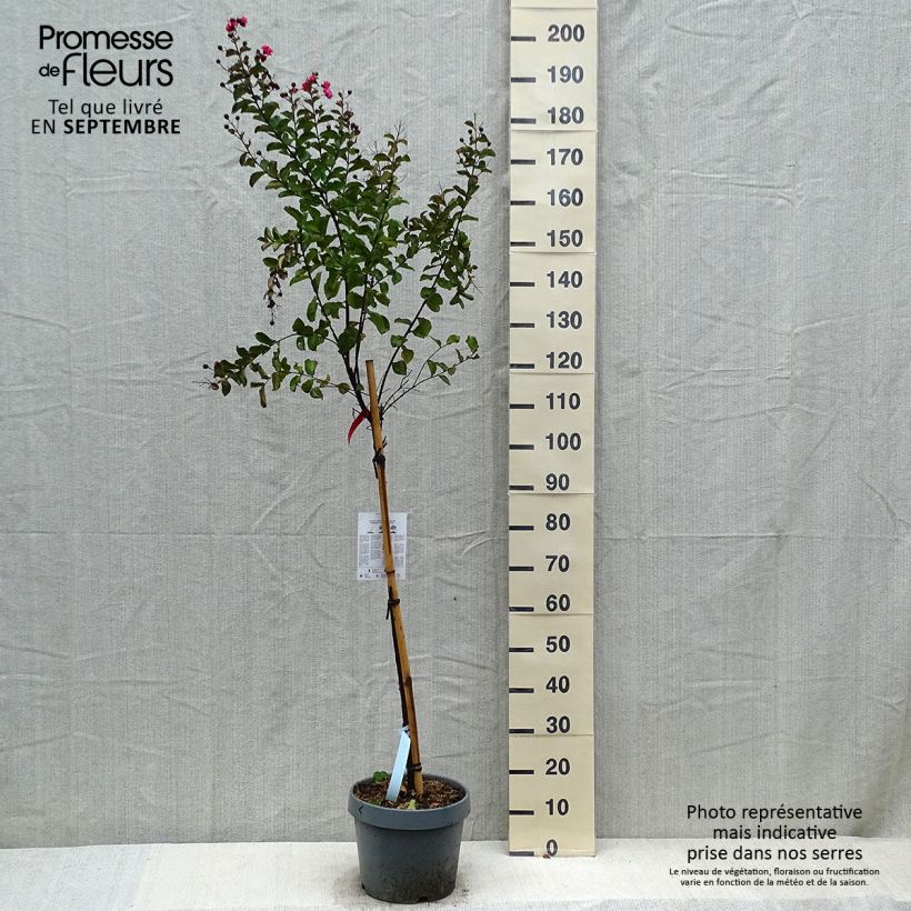 Exemplar von Chinesische Kräuselmyrte Dynamite - Lagerstroemia wie im Herbst geliefert