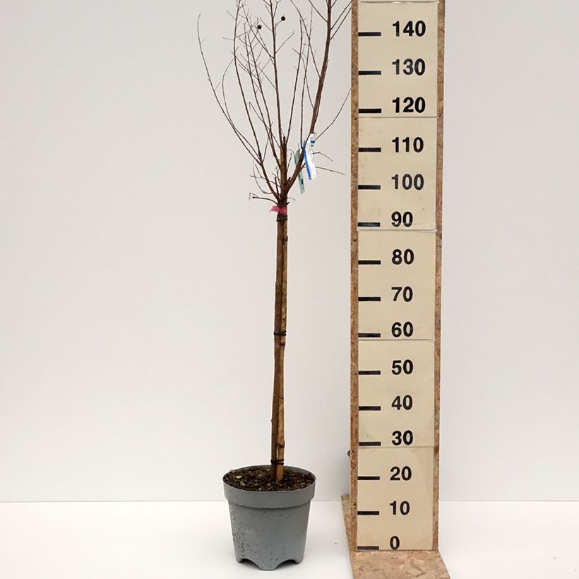 Exemplar von Chinesische Kräuselmyrte Dynamite - Lagerstroemia Topf mit 7,5L/10LGelieferte Höhe ca. 100/120cm wie im Winter geliefert