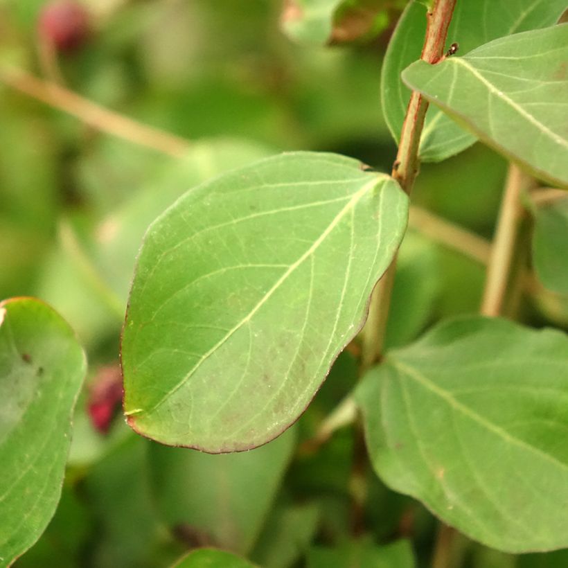 Chinesische Kräuselmyrte Dynamite - Lagerstroemia (Laub)