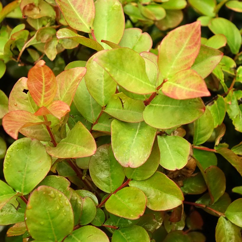 Chinesische Kräuselmyrte Dynamite - Lagerstroemia (Laub)