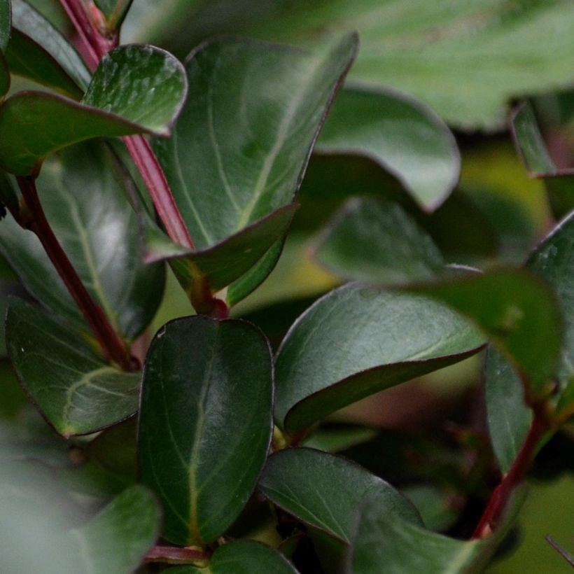 Chinesische Kräuselmyrte Mauve - Lagerstroemia (Laub)