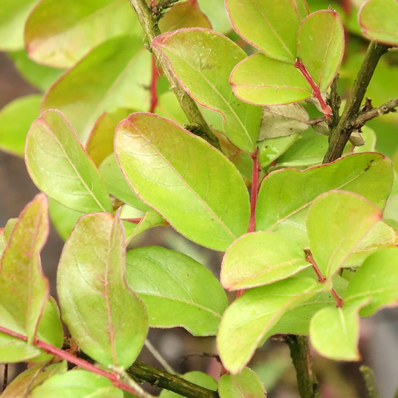 Chinesische Kräuselmyrte Pecharmant - Lagerstroemia (Laub)