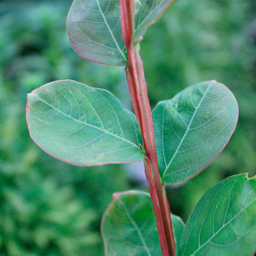 Chinesische Kräuselmyrte Petite Canaille mauve - Lagerstroemia (Laub)