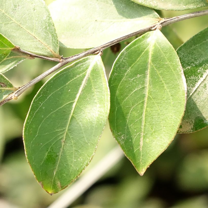 Chinesische Kräuselmyrte Pixie White - Lagerstroemia (Laub)