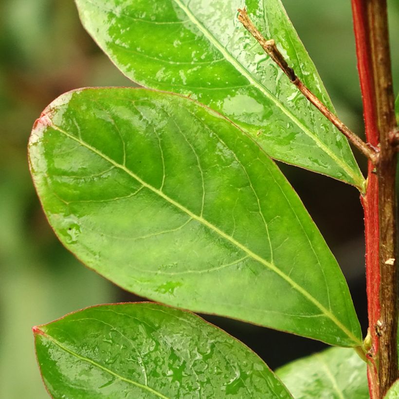 Chinesische Kräuselmyrte Red imperator - Lagerstroemia (Laub)