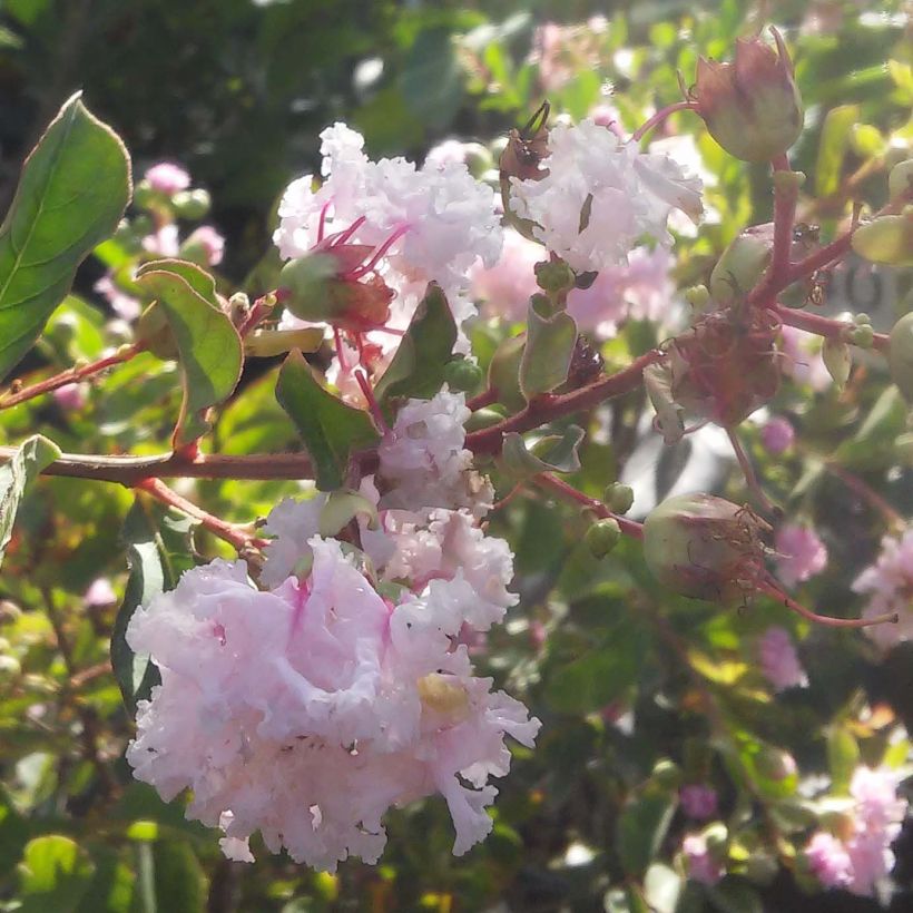 Chinesische Kräuselmyrte Summer Beauty Hope - Lagerstroemia (Blüte)