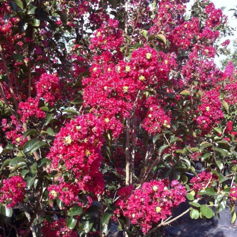 Chinesische Kräuselmyrte Summer Charm Arapaho - Lagerstroemia (Blüte)