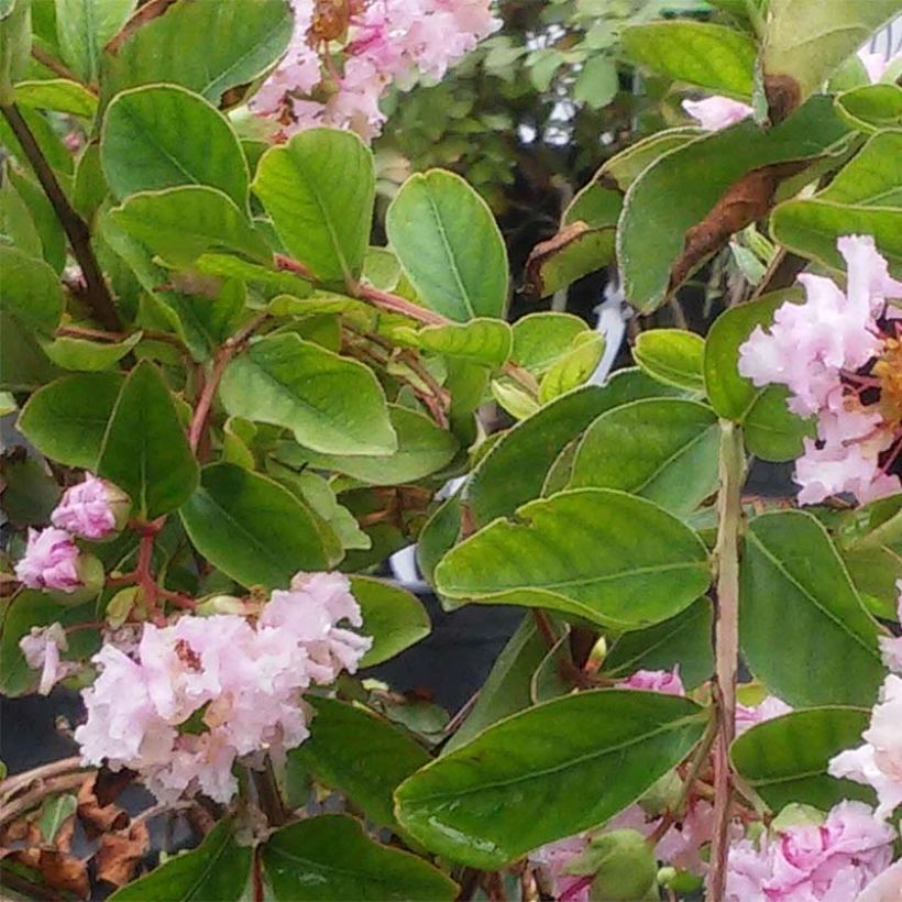 Chinesische Kräuselmyrte Summer Charm Hopi - Lagerstroemia (Laub)