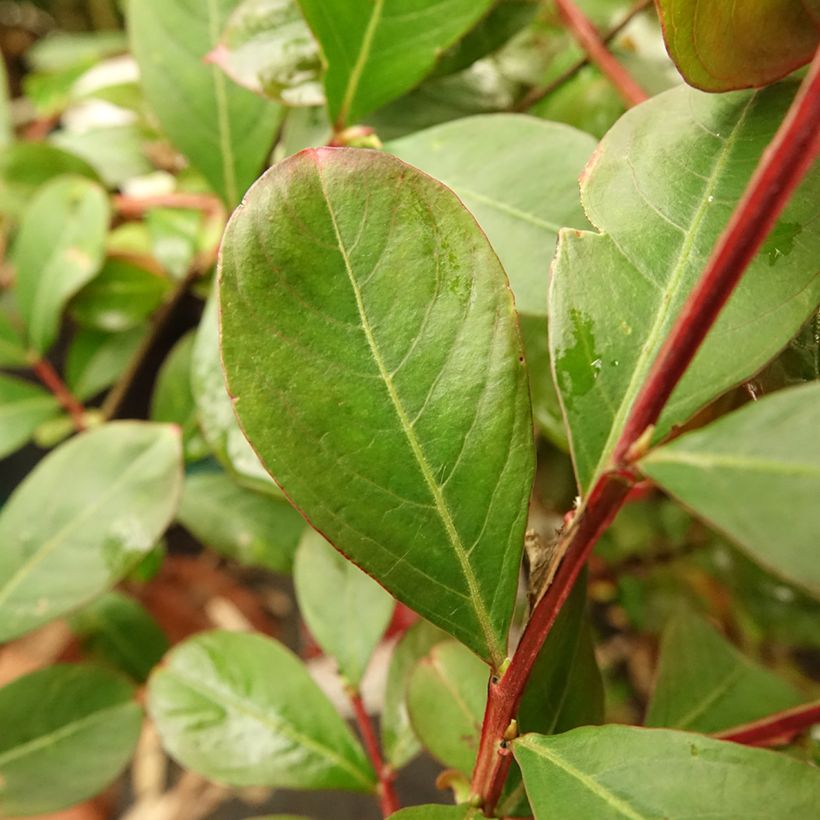 Chinesische Kräuselmyrte Terrasse Rouge - Lagerstroemia (Laub)