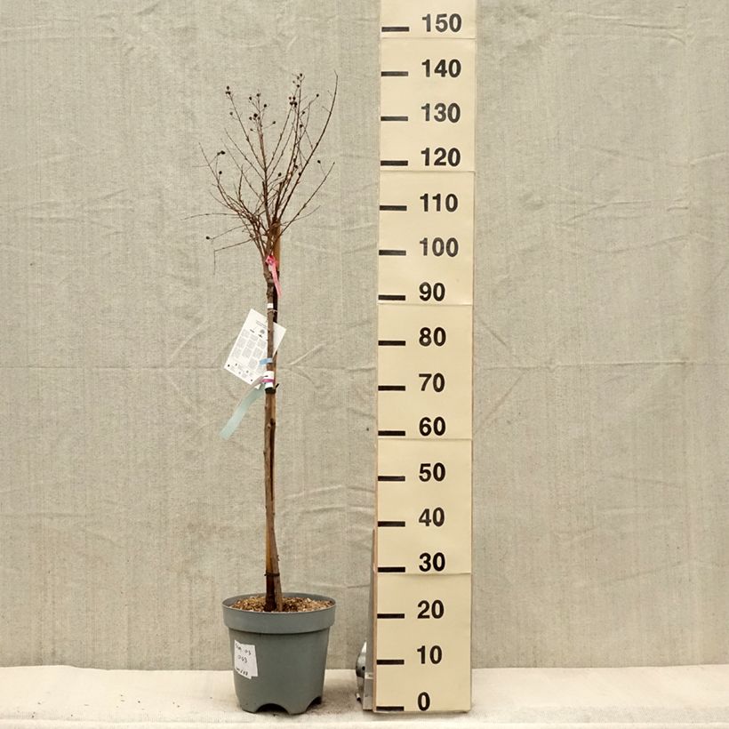 Exemplar von Chinesische Kräuselmyrte With Love Babe - Lagerstroemia Topf mit 7,5L/10LGelieferte Höhe ca. 100/125cm wie im Frühjahr geliefert