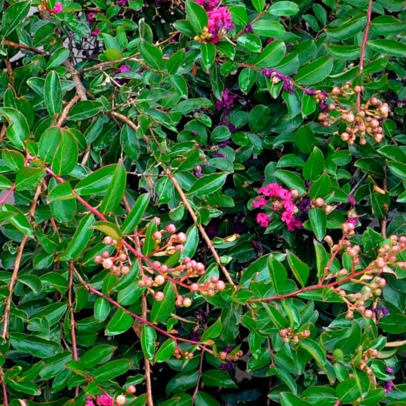 Chinesische Kräuselmyrte Mimie Fuchsia - Lagerstroemia (Laub)