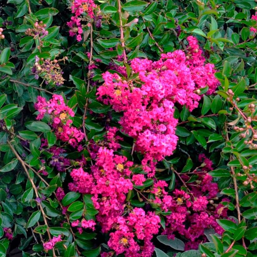 Chinesische Kräuselmyrte Mimie Fuchsia - Lagerstroemia (Blüte)