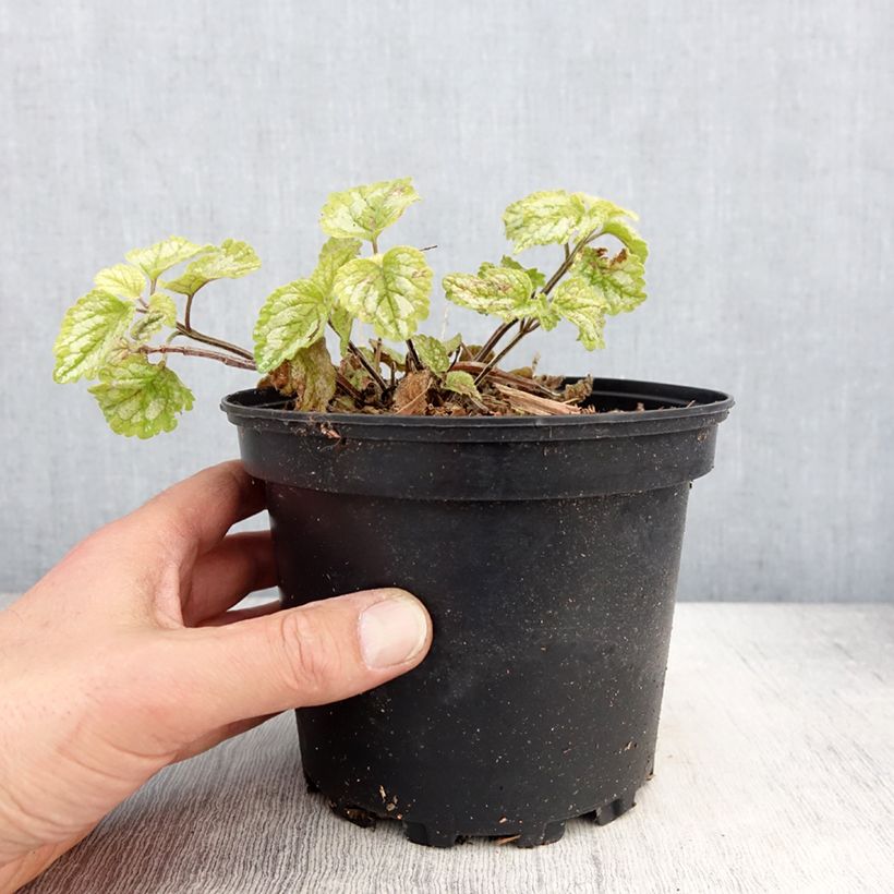 Exemplar von Lamiastrum galeobdolon Florentinum - Lamier doré - Pot de 2L/3L wie im Frühjahr geliefert