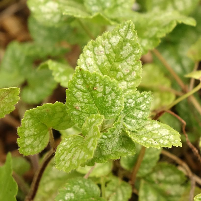 Lamium galeobdolon Kirkcudbright Dwarf - Gewöhnliche Goldnessel (Laub)