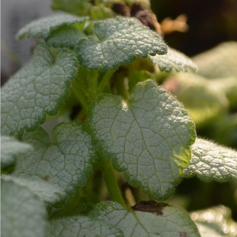 Lamium maculatum White Nancy - Gefleckte Taubnessel (Laub)