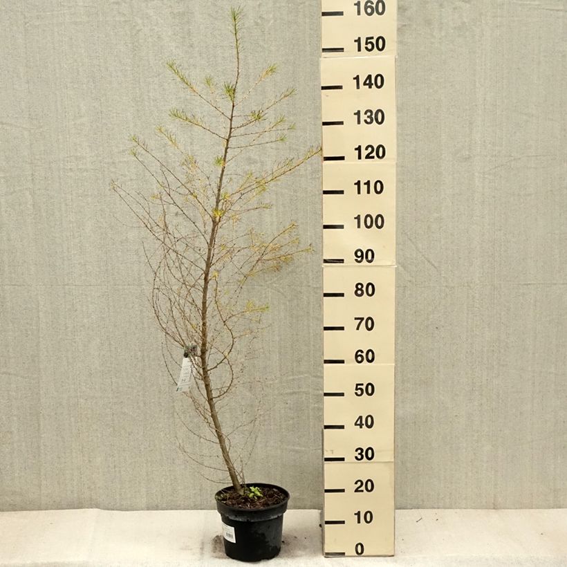 Exemplar von Larix decidua - Mélèze d'Europe Pot de 4L/5L wie im Herbst geliefert