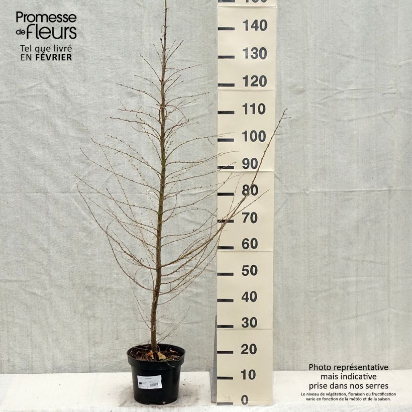 Exemplar von Larix decidua - Mélèze d'Europe Pot de 4L/5L wie im Winter geliefert