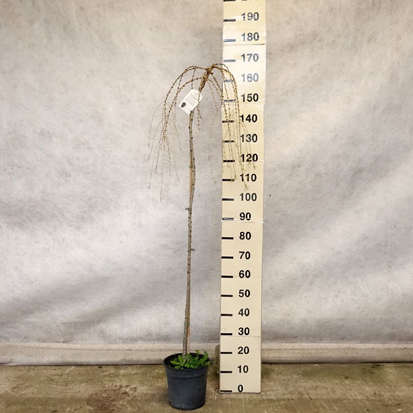 Exemplar von Larix decidua Pendula - Mélèze commun pleureur - Pot de 7,5L/10L wie im Herbst geliefert