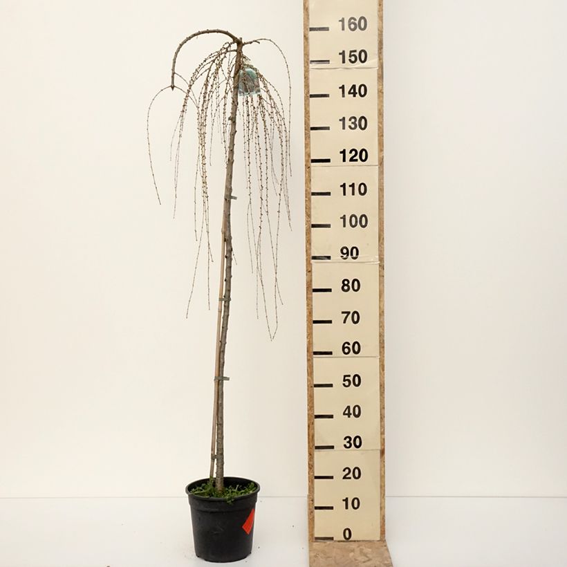 Exemplar von Larix decidua Pendula - Europäische Lärche Topf mit 7,5L/10LGelieferte Höhe ca. 140/160cm wie im Winter geliefert