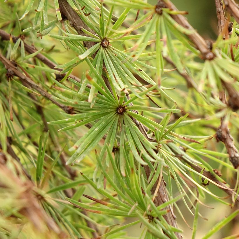 Larix kaempferi Stiff Weeping - Japanische Lärche (Laub)