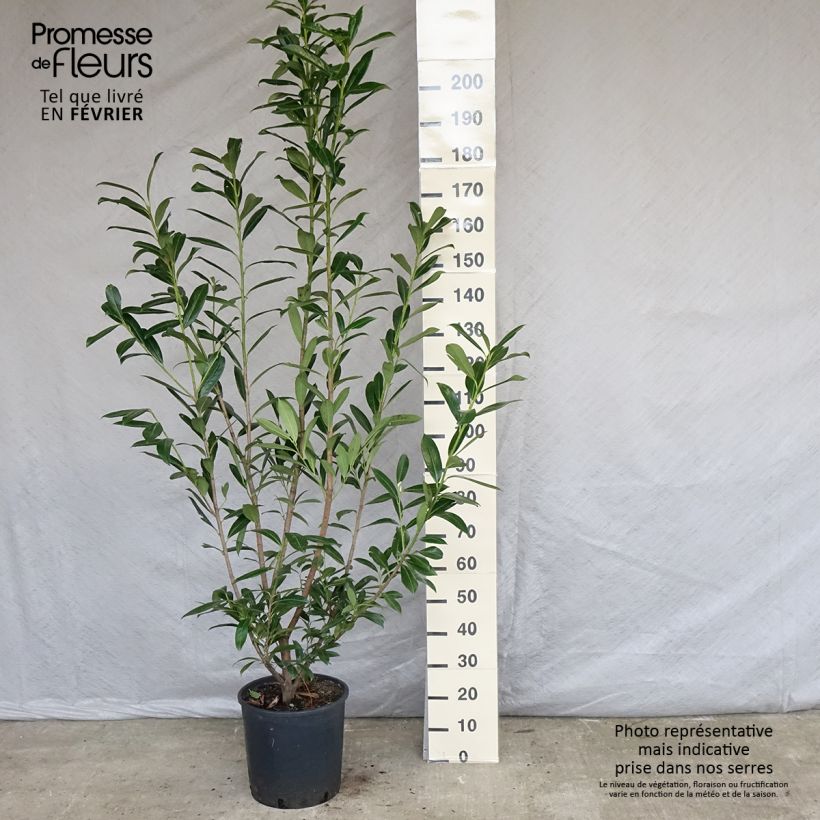 Exemplar von Laurier cerise -  Prunus laurocerasus Caucasica 150/175cm en pot de 18L - Laurier Palme  wie im Winter geliefert