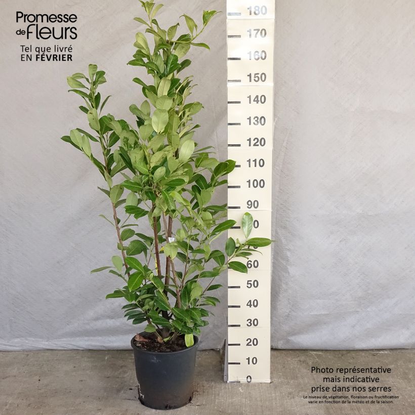 Exemplar von Laurier cerise - Prunus laurocerasus Rotundifolia 150+cm en pot de 18L/20L wie im Winter geliefert