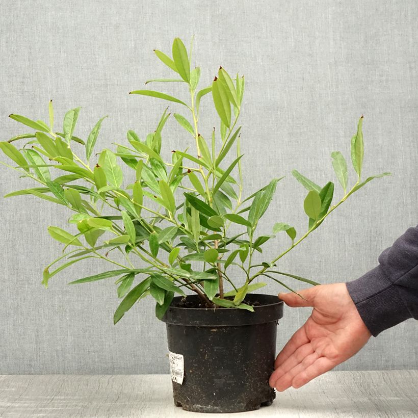 Exemplar von Laurier Cerise Zabeliana - Prunus laurocerasus en pot de 2-3L wie im Sommer geliefert