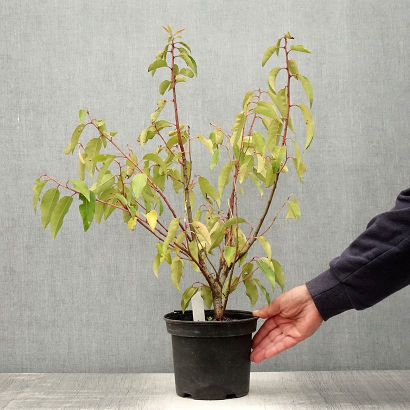 Exemplar von Laurier du Portugal panaché - Prunus lusitanica Variegata Pot de 3L/4L wie im Sommer geliefert