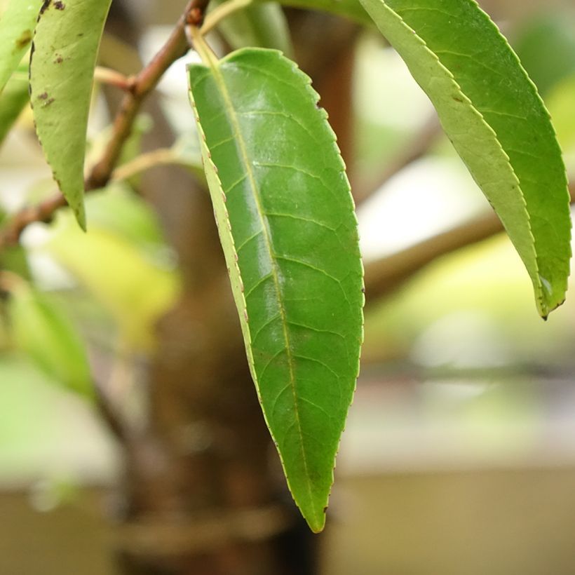 Portugiesische Lorbeerkirsche Myrtifolia - Prunus lusitanica (Laub)