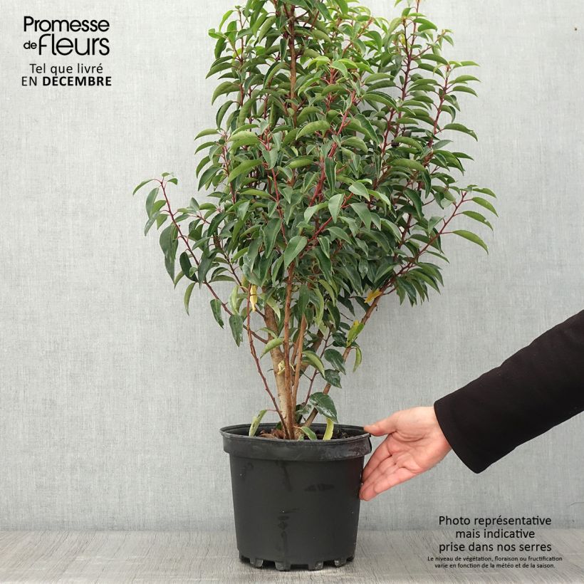 Exemplar von Laurier du Portugal - Prunus lusitanica Myrtifolia en pot de 7,5l/10l wie im Herbst geliefert