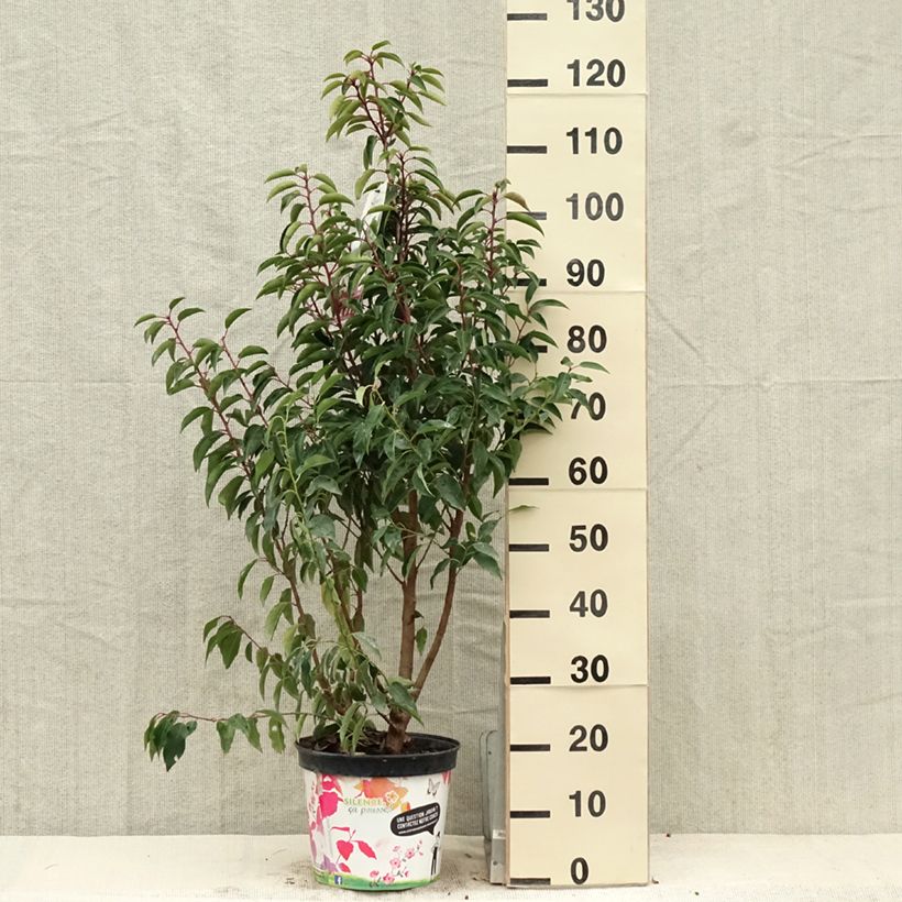 Exemplar von Portugiesische Lorbeerkirsche Myrtifolia - Prunus lusitanica Topf mit 6L/7LGelieferte Höhe ca. 80/100cm wie im Frühjahr geliefert