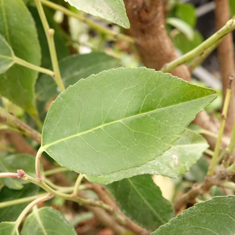 Portugiesische Lorbeerkirsche Myrtifolia - Prunus lusitanica (Laub)