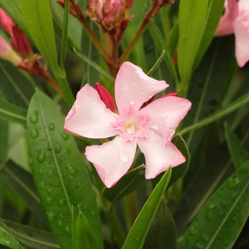 Oleander Emilie - Nerium (Blüte)