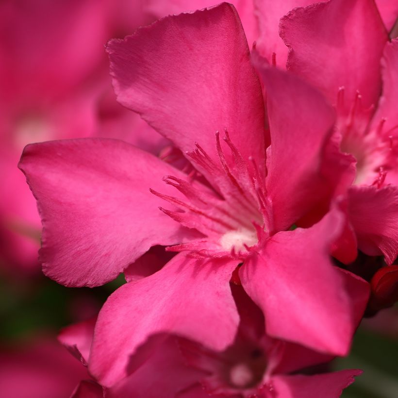 Oleander Italia - Nerium (Blüte)