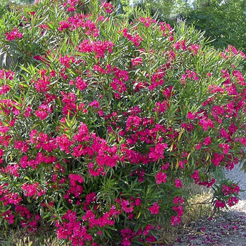 Oleander Jannoch - Nerium (Blüte)