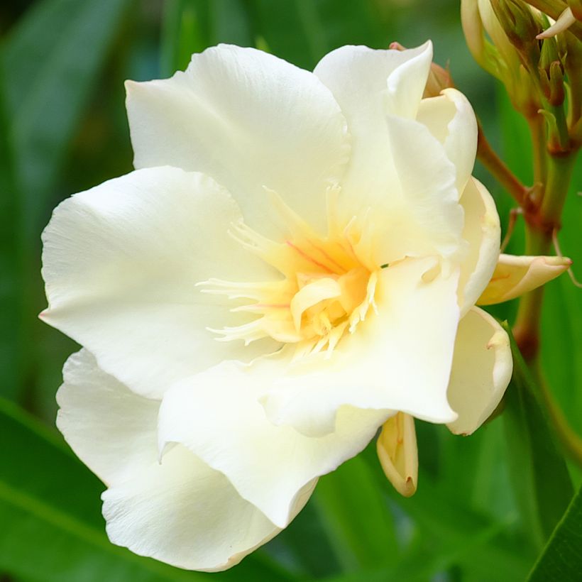 Oleander Luteum Plenum - Nerium (Blüte)