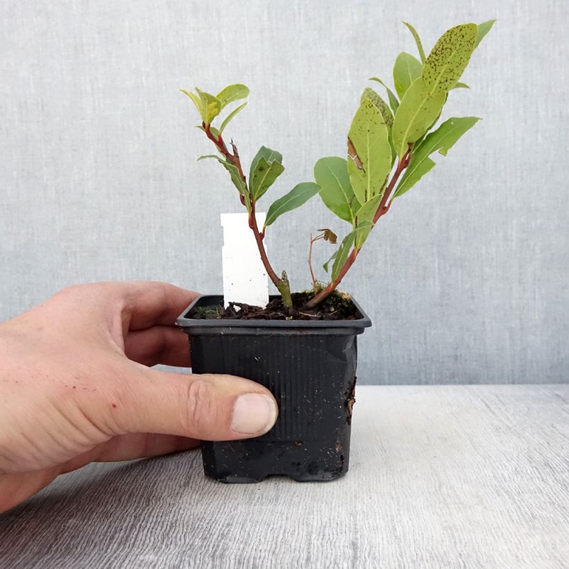 Exemplar von Echter Lorbeerstrauch Little Laura 'Dan17' - Laurus nobilis Kleine Töpfe von 8/9 cm wie im Frühjahr geliefert