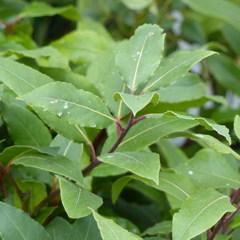 Echter Lorbeerstrauch - Laurus nobilis (Laub)