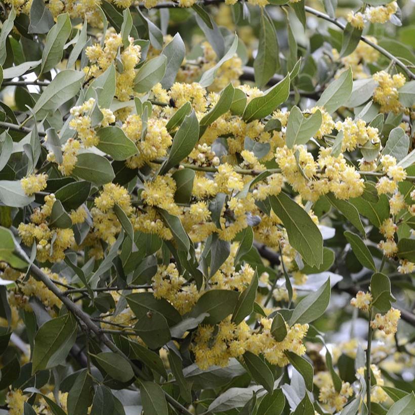 Echter Lorbeerstrauch - Laurus nobilis (Hafen)