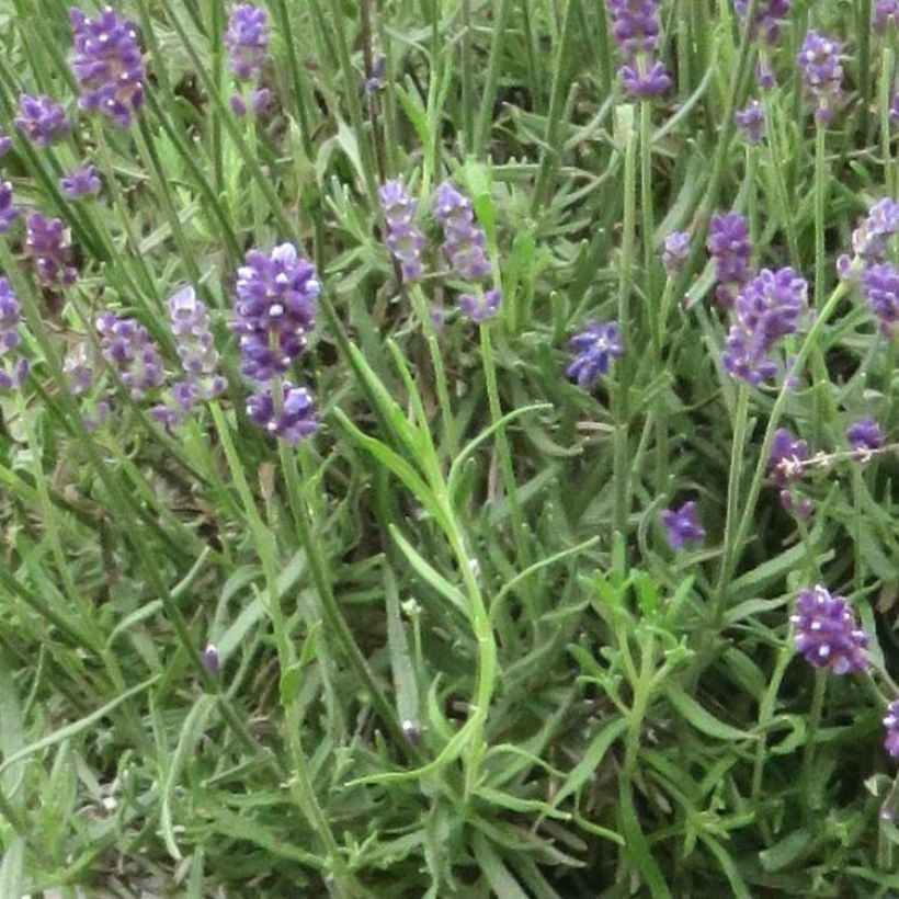 Lavandula angustifolia Bleu de Gien - Echter Lavendel (Laub)