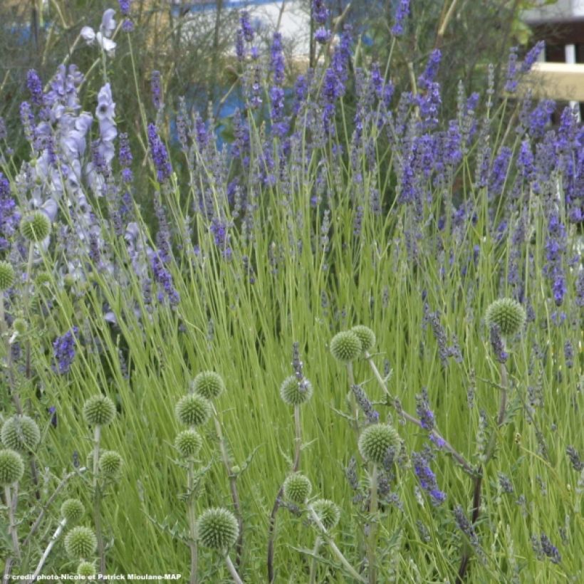 Lavandula intermedia Grappenhall - Provence-Lavendel (Hafen)