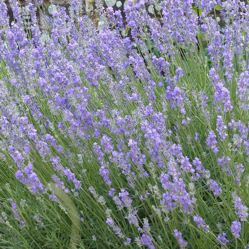 Lavandula angustifolia Munstead - Echter Lavendel (Blüte)